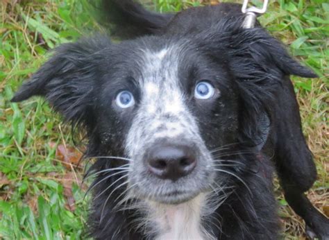 Adoption de Popols Indéfinie chien border collie région Occitanie