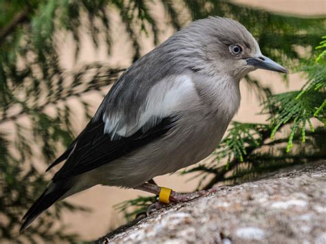 White Shouldered Starling Sturnia Sinensis By Olafolivieroriemer