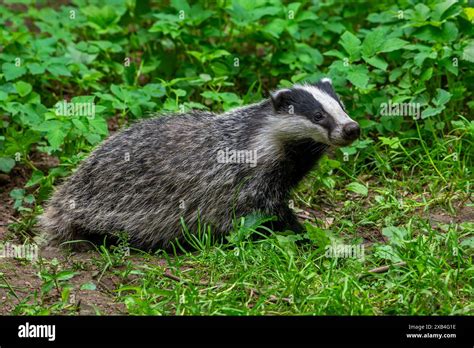 European Badger Meles Meles Four Months Old Cub Foraging In