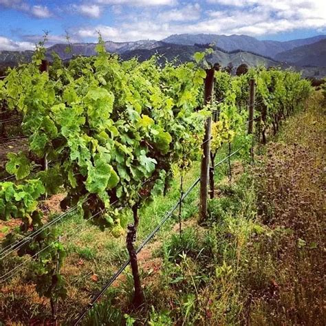 Wine Tasting In New Zealand S South Island