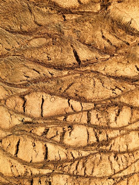 Palm Tree Trunk Texture Free Stock Photo Public Domain Pictures