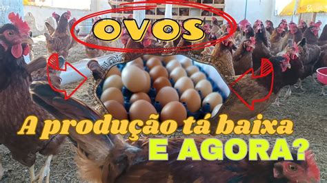 Como Aumentar A Produ O De Ovos Das Galinhas Poedeiras O Que Fazer