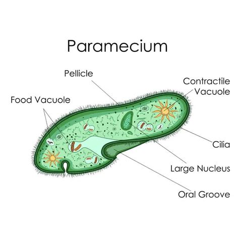 What Is A Contractile Vacuole Microscope Clarity