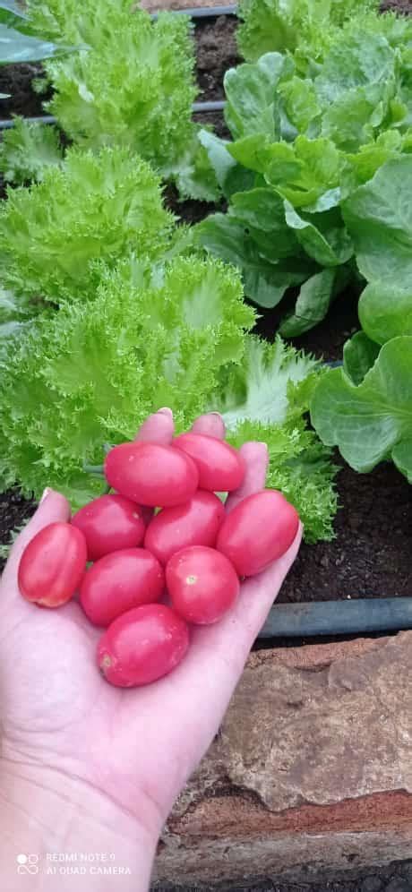 Hortas Comunitárias fomentam a agricultura familiar Portal São Bento