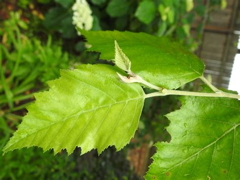 Betula Nigra Black Birch Red Birch River Birch Water Birch North