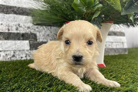 Axel Malti Poo Puppy 37CCEC Pawrade