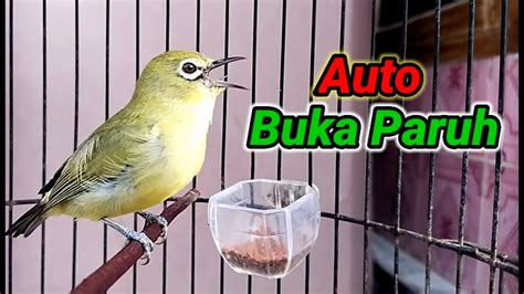 Pancingan Pleci Buka Paruh Paling Ampuh Youtube