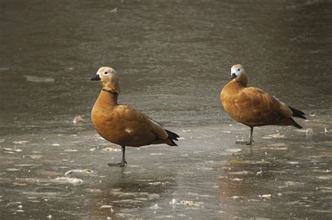 Ruddy Shelducks Ducks Birds Free Photo On Pixabay Pixabay