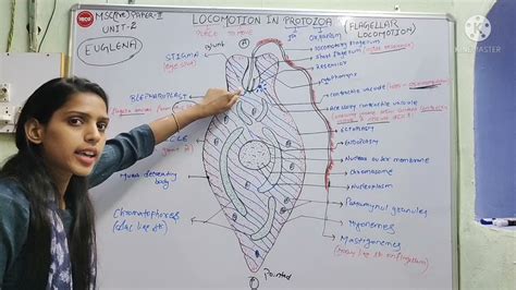 Locomotion In Protozoa Flagellar And Ciliary Movement In Paramecium