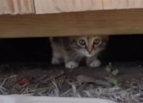 Il Gatto Stato Abbandonato Dal Suo Proprietario Per Un Motivo Futile