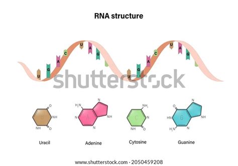 Estructura Del Arn Cido Ribonucleico Base Nitrogenada Y Espina