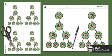 Meiosis Illustration (teacher made) - Twinkl