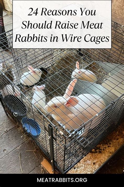 24 Reasons You Should Raise Meat Rabbits In Wire Cages Meat Rabbits