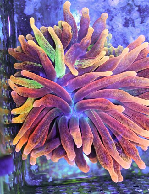 Rainbow Bubble Tip Anemone Frag Box Corals