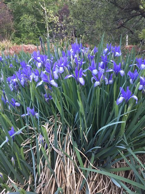 Donaupark Schwertlilien Iris Iridaceae Bl Flickr