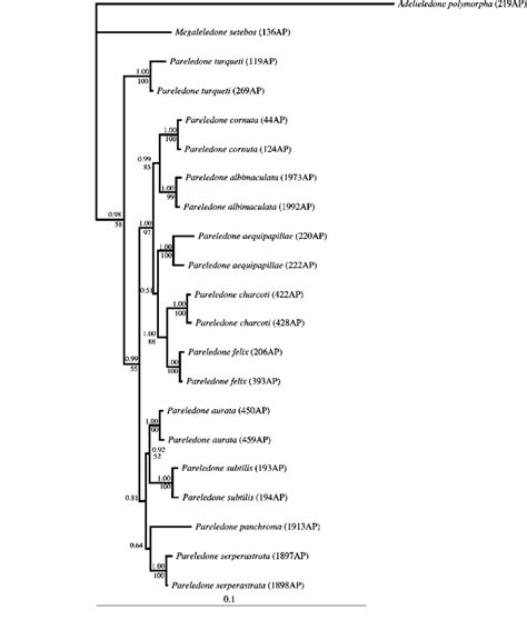 Maximum Likelihood Ml Tree Depicting The Phylogenetic Relationship Of