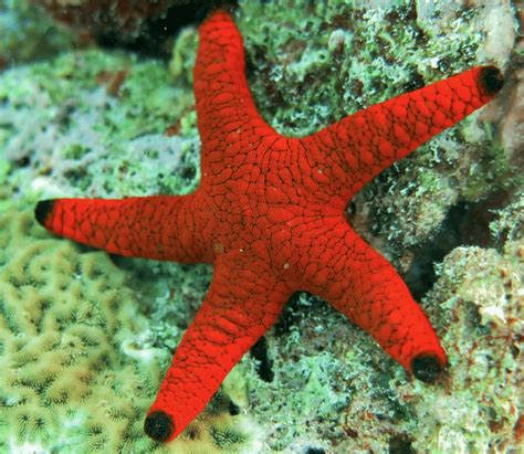 Saiba Tudo Sobre A Estrela Do Mar Dinho S Reef