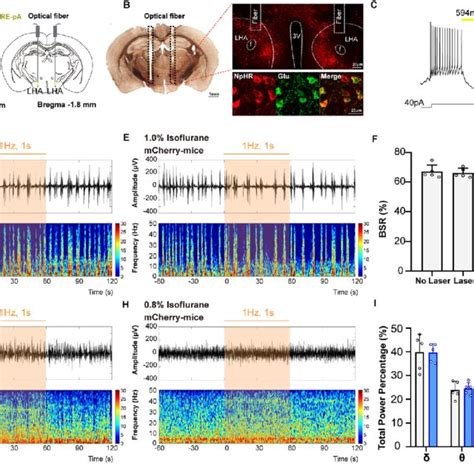 Optical Inhibition Of Lha Glutamatergic Neurons Slightly Changes The