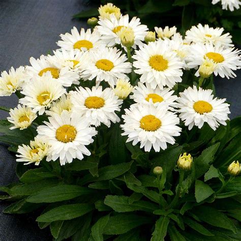 Leucanthemum Shortstop Terra Nova Nurseries Inc