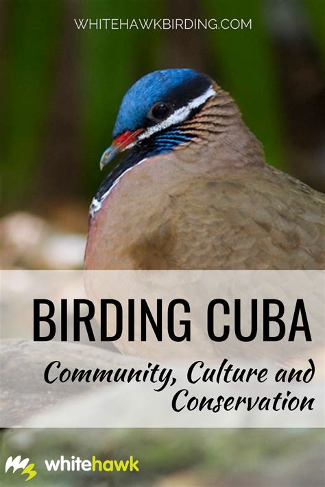 Birding Cuba Community Culture And Conservation Whitehawk Birding