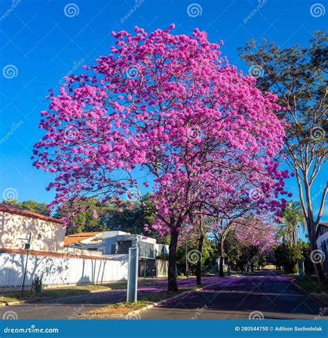 Handroanthus Heptaphyllus Close Up Of Beautiful Pink Trumpet Tree