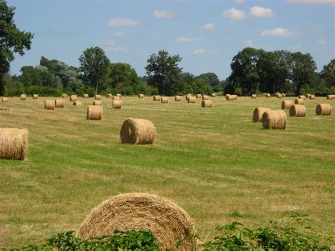 Kostenlose Foto Gras Pflanze Heu Feld Bauernhof Rasen Wiese