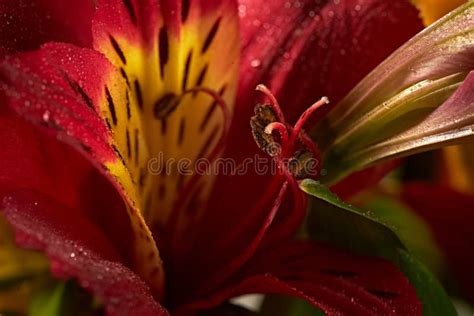 Red Lily Bouquet of Flowers Stock Image - Image of leaf, background ...