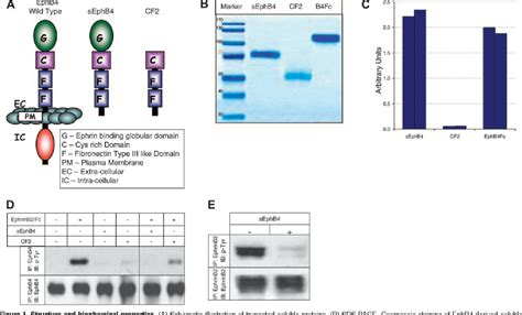 Figure 1 From The Soluble Extracellular Domain Of Ephb4 Sephb4 Antagonizes Ephb4 Ephrinb2