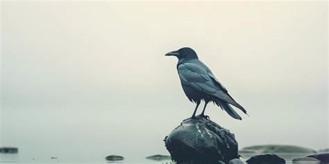 Solitary crow on a clear background Concept Bird Photography Wildlife