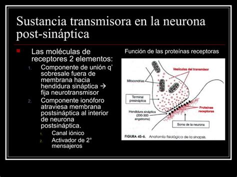 Niveles Gerarquicos De Organizacion Del Sistema Nervioso PPT