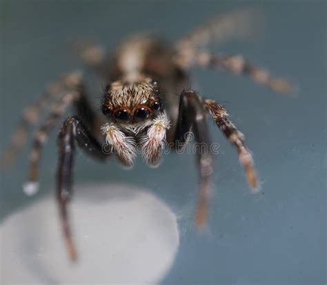 Super Close Up Macro Of Pseudeuophrys Lanigera A Species Of Jumping