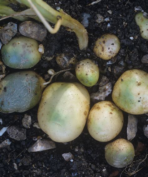 Potato growing problems: common issues and how to avoid them | Homes ...