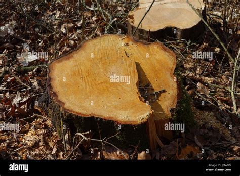 Alnus Glutinosa Black Alder Wood Stock Photo Alamy