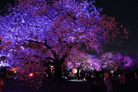 NAKED 桜の新宿御苑 2023 自然とデジタルの融合が魅せる特別な夜のお花見体験へ潜入 JOEIFULL