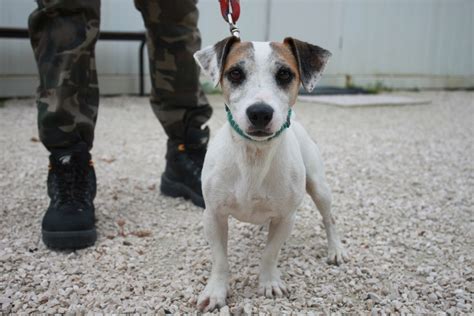 Apagi Elliot Dit Fan Chien Jack Russel La Robe Blanc Et Marron