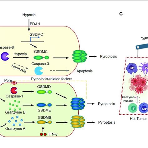 (PDF) Inflammasome Signaling: A Novel Paradigm of Hub Platform in ...