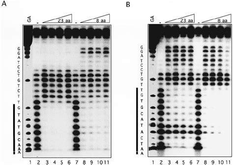 DNase I Footprint Analysis Shows Inverted Orientation Of The POUs