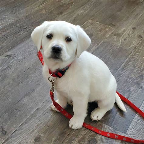 Labrador Retriever puppies for sale | Lovable Labradors