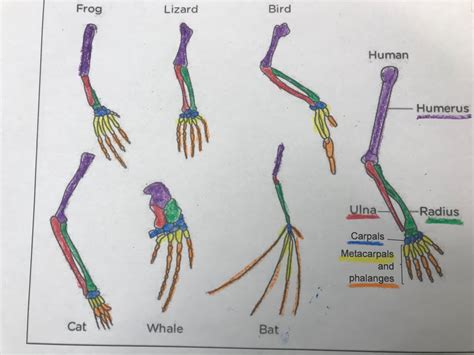 Homologous Structures Frog