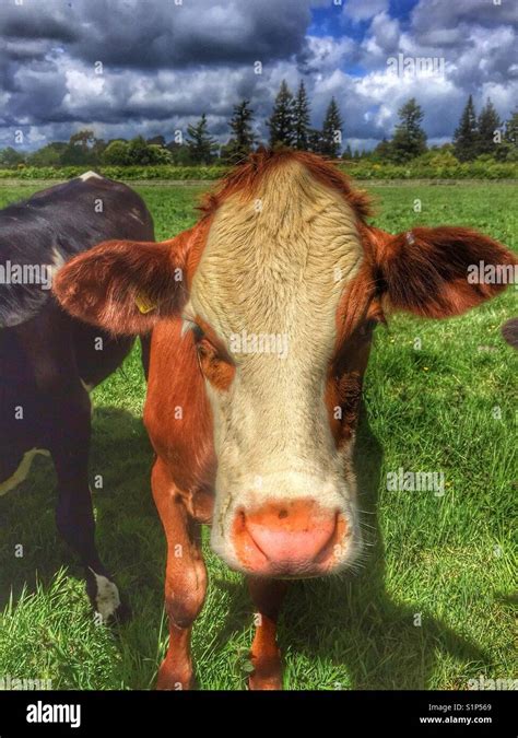 Brown and white cow Stock Photo - Alamy