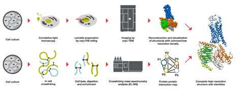 Integrative Structural Biology Thermo Fisher Scientific Kr