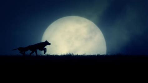 A Pack of Wolves Running in a Rising Full Moon Background — Stock Video ...