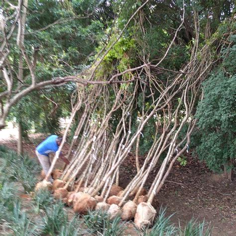 Mudas de árvores devo plantar árvores frutíferas Green