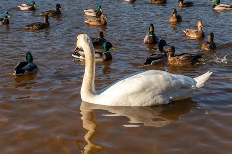 Los Patos Salvajes Nadan Serenamente En La Superficie Del Agua El Cisne