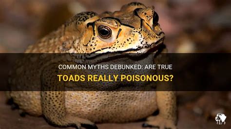 Common Myths Debunked: Are True Toads Really Poisonous? | PetShun