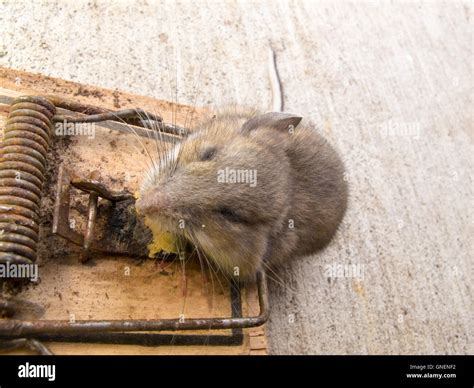 Dead deer mouse, Peromyscus sp, mouse trap killed Stock Photo - Alamy