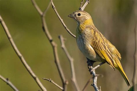 Can Rio Da Terra F Mea Sicalis Flaveola Saffron Finch Flickr