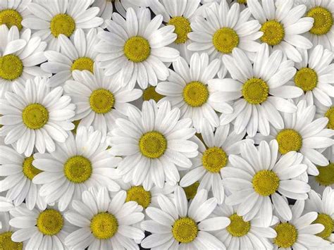 Daisy Wallpapers - Wallpaper Cave