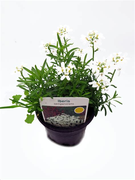 Iberis Sempervirens – Altzibar