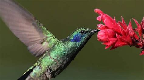 Las Aves De Las Galápagos Enriquecen Su Dieta Con Más De 100 Tipos De Flores